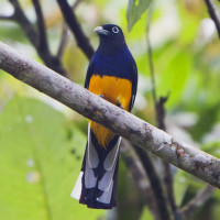 White-tailed Trogon